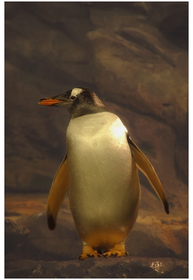 Pingu