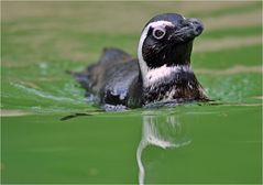 Pingu Ahoi