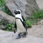 Pingu allein