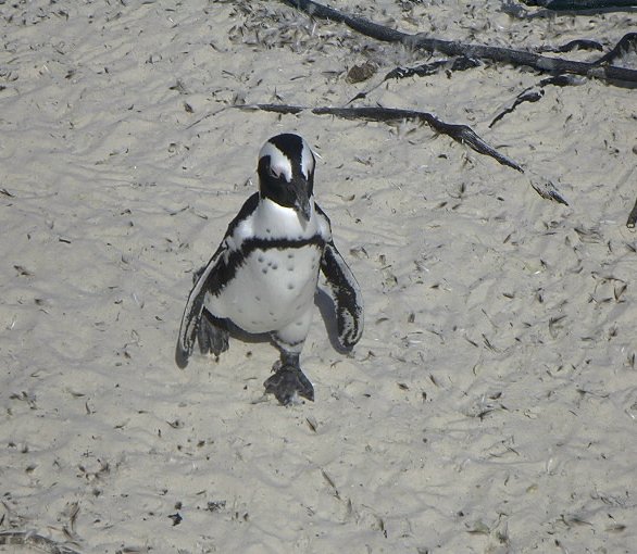 Pingu allein unterwegs