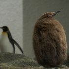 Pingu im Daunenmantel