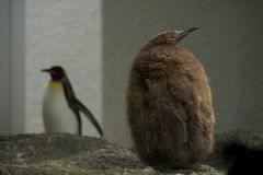 Pingu im Daunenmantel