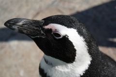 Pingu in der Wilhelma