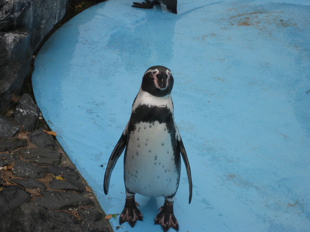 Pingu Kölner Zoo