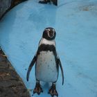 Pingu Kölner Zoo