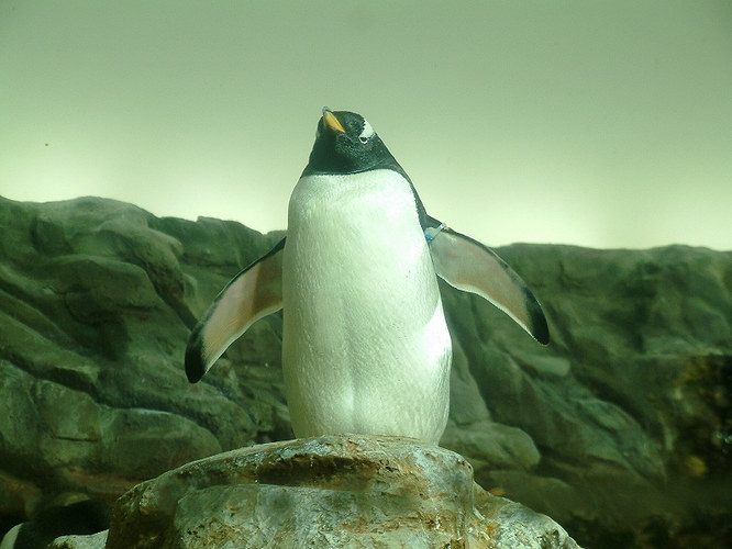 Pingu-Man
