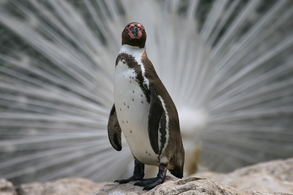 Pingu Pfau