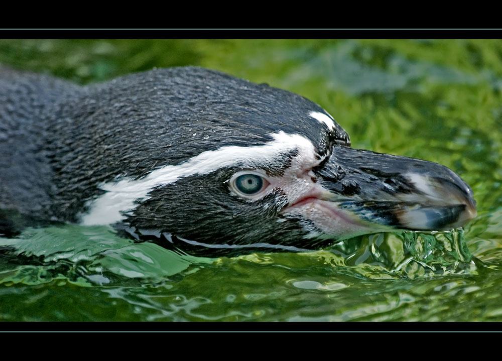 Pingu Porträt