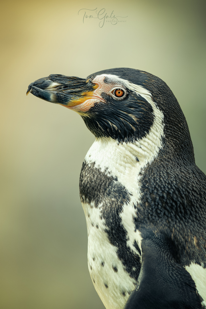 Pingu Portrait