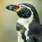 Pingu Portrait