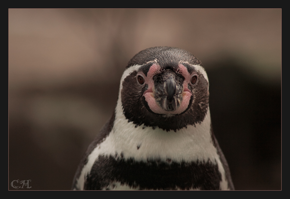 Pingu Portrait