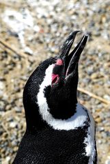 Pingüino de magallanes