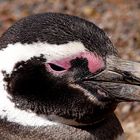 pingüino (Spheniscus magellanicus)