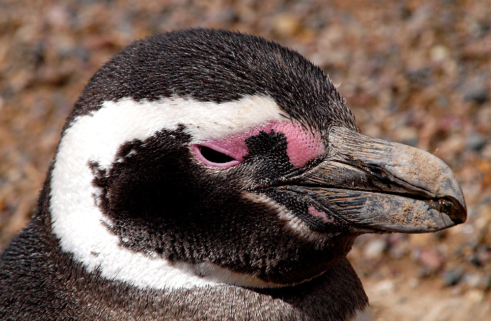 pingüino (Spheniscus magellanicus)