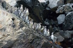 Pingüinos de Humboldt