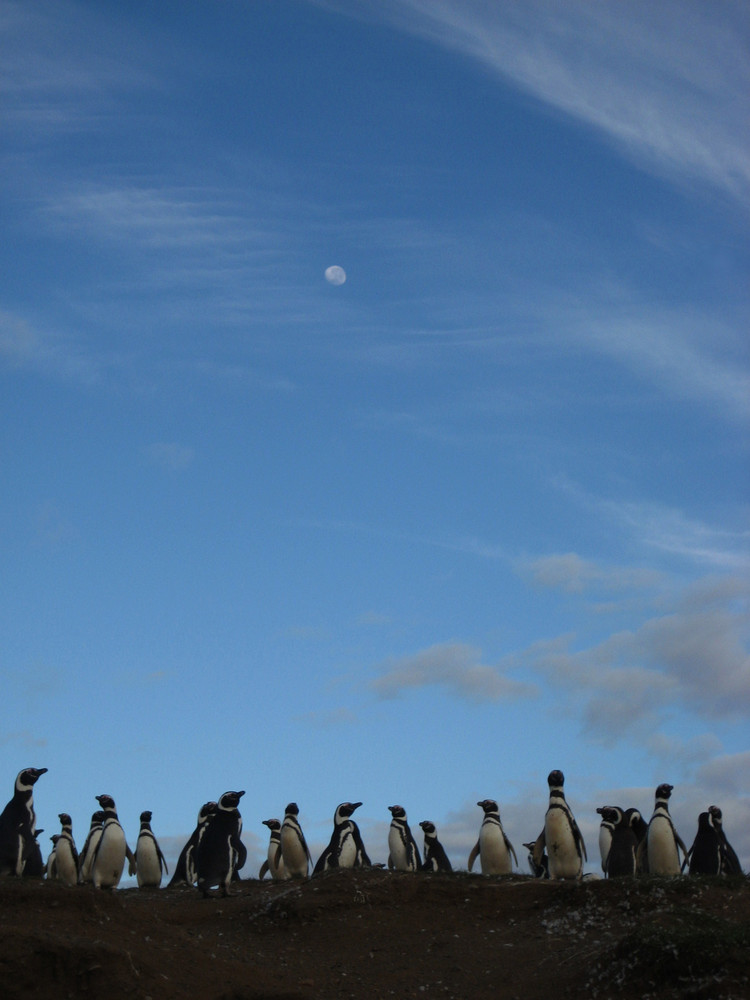 Pingüinos de Magallanes