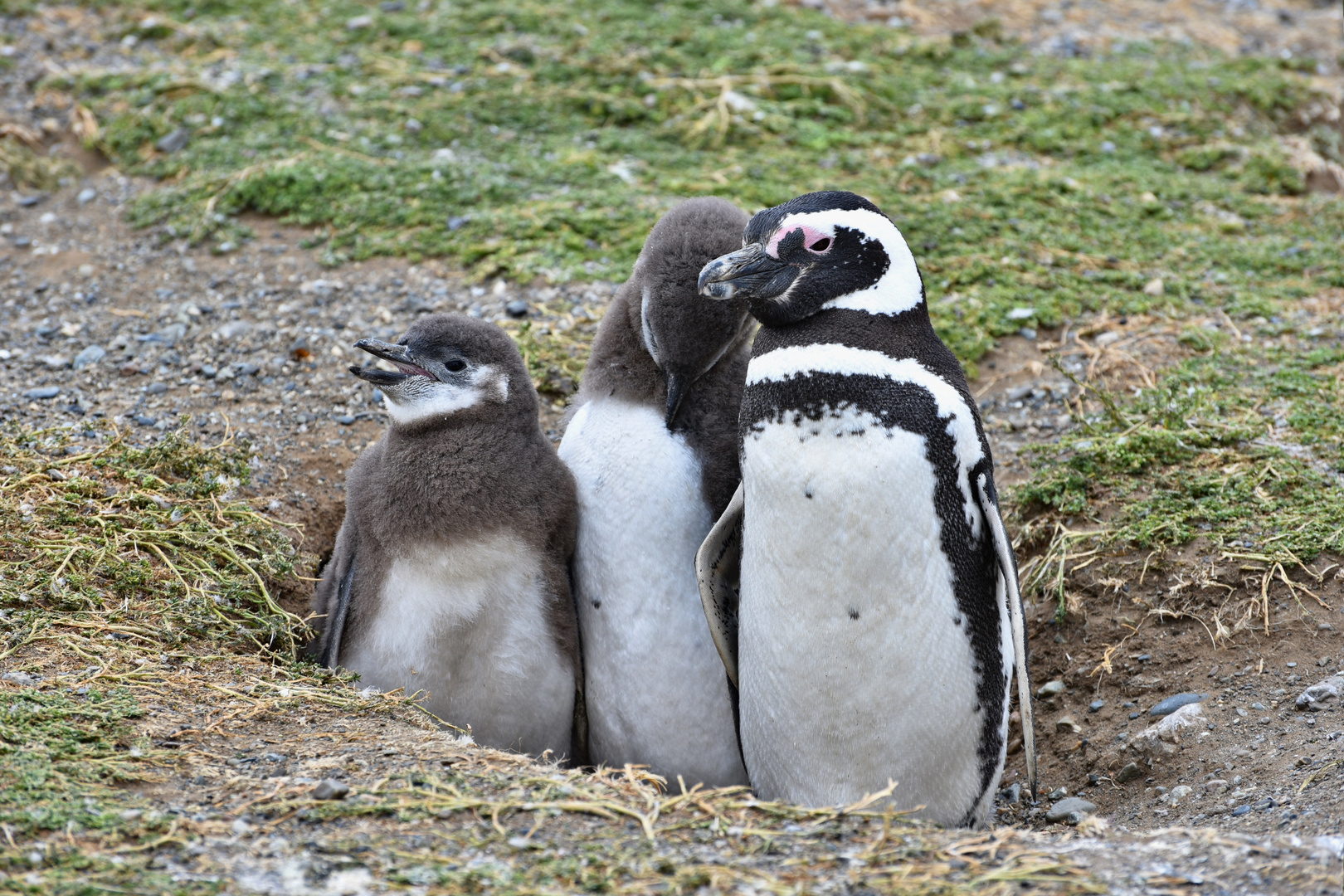 Pingüinos Magallanes 01