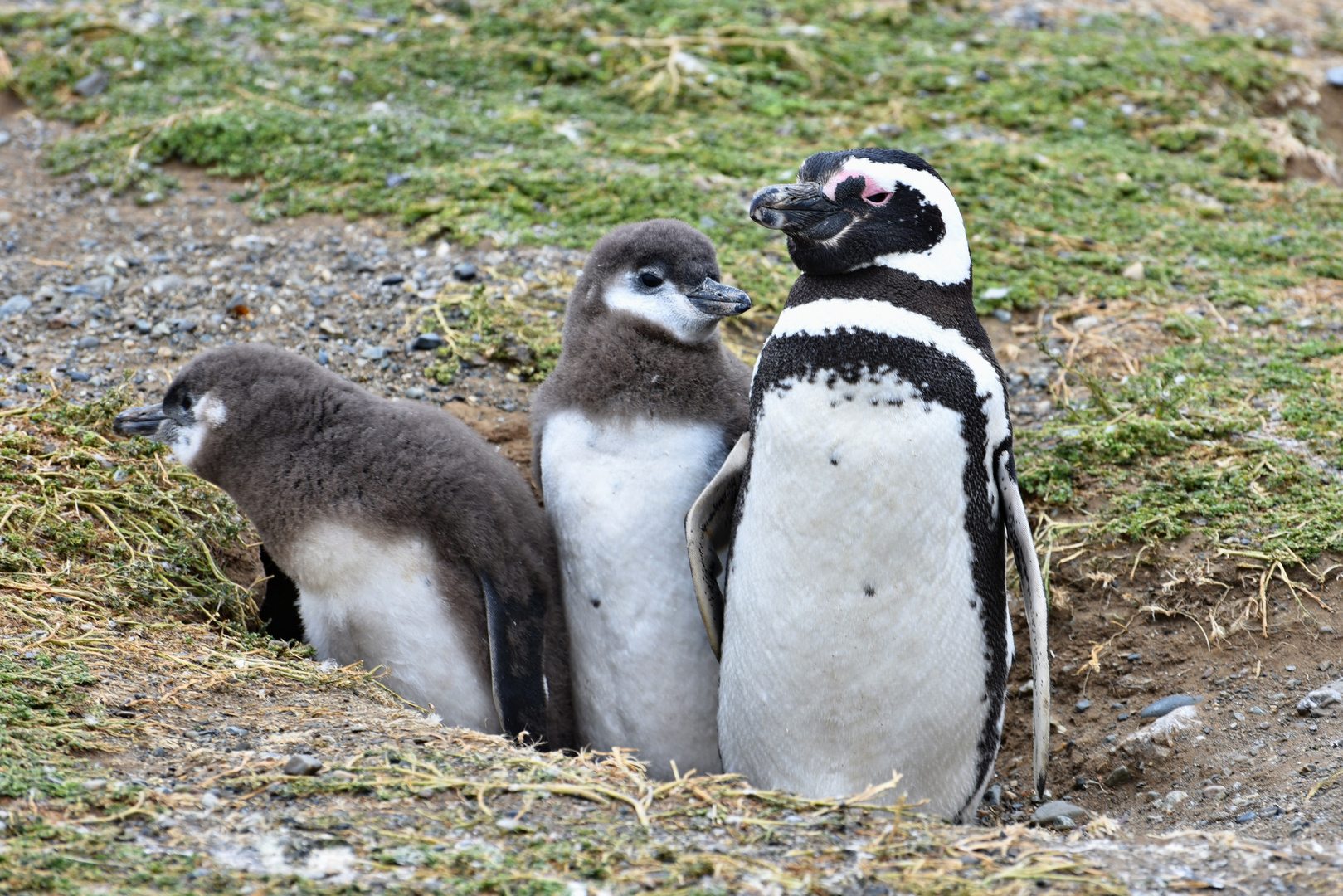 Pingüinos Magallanes 02