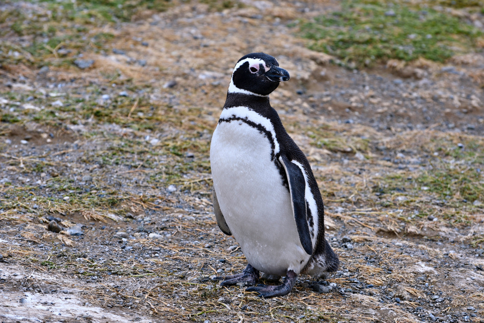 Pingüinos Magallanes 03