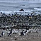Pingüinos Magallanes 04