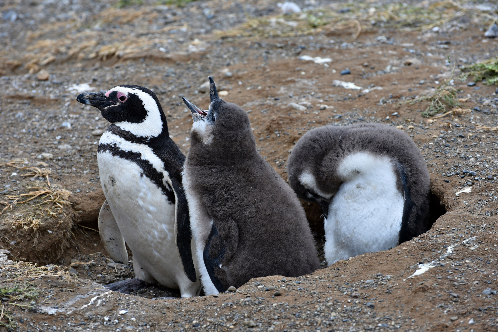 Pingüinos Magallanes 05