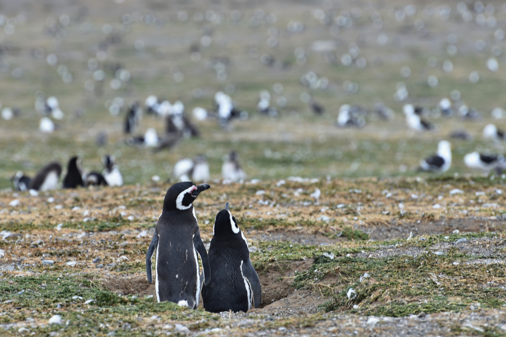 Pingüinos Magallanes 06