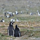 Pingüinos Magallanes 06