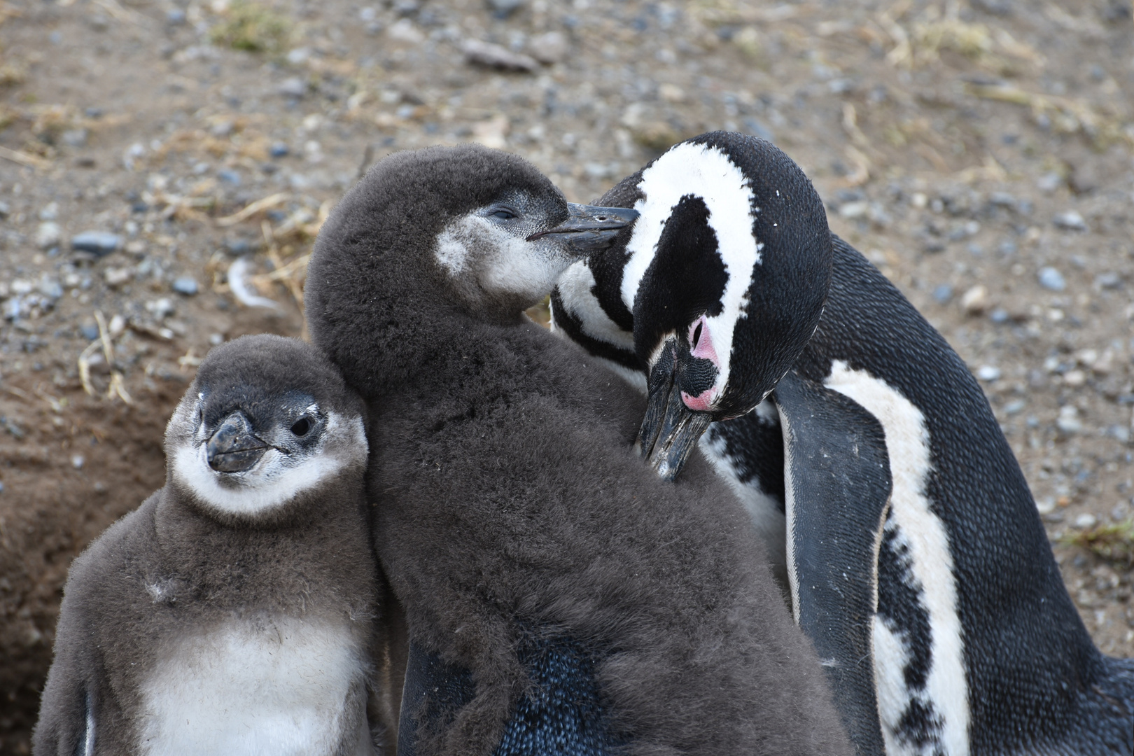 Pingüinos Magallanes 07