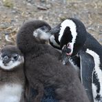 Pingüinos Magallanes 07