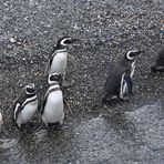 Pingüinos Magallanes 13