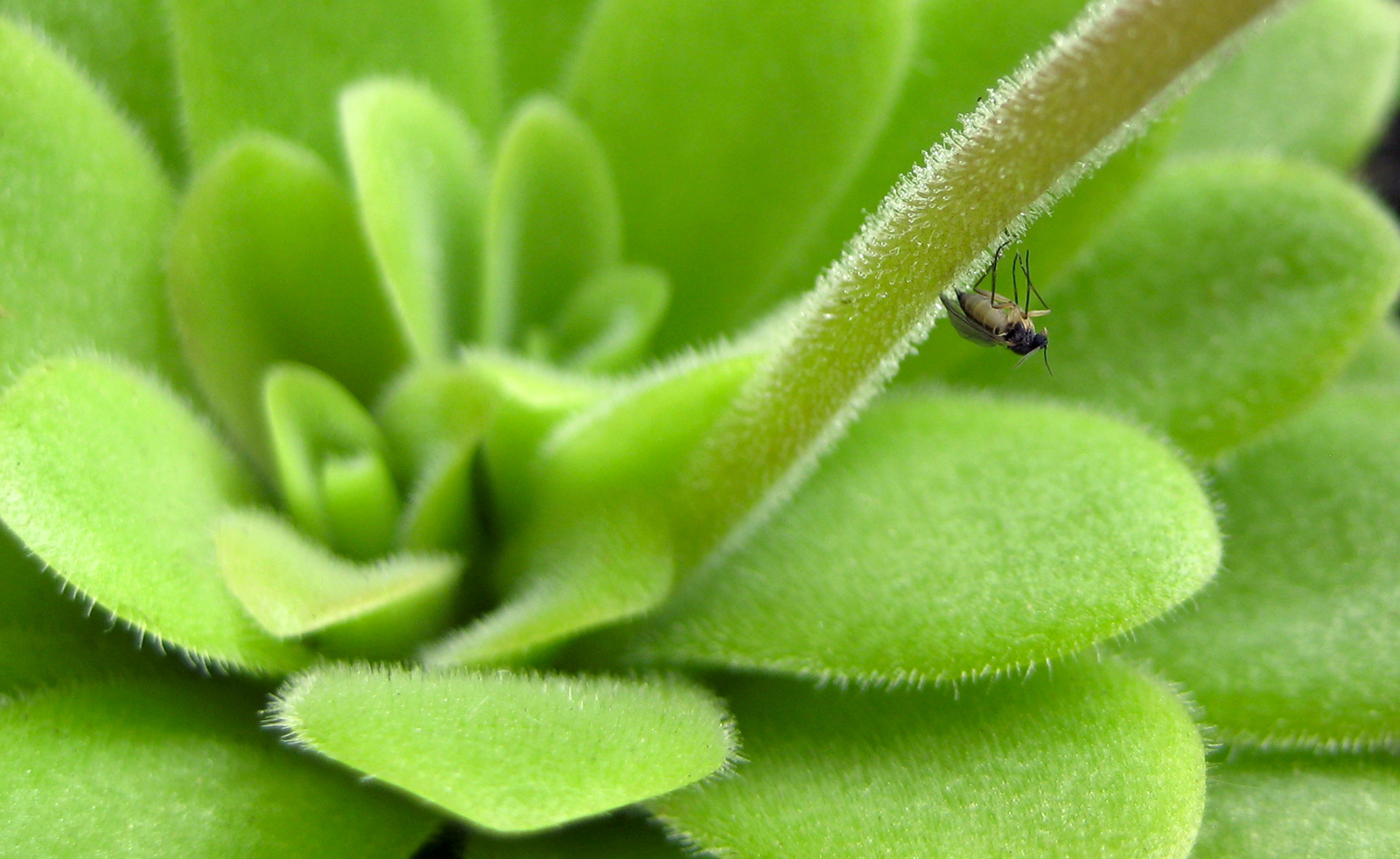 Pinguicula