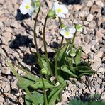 Pinguicula alpina - Alpenfettblatt