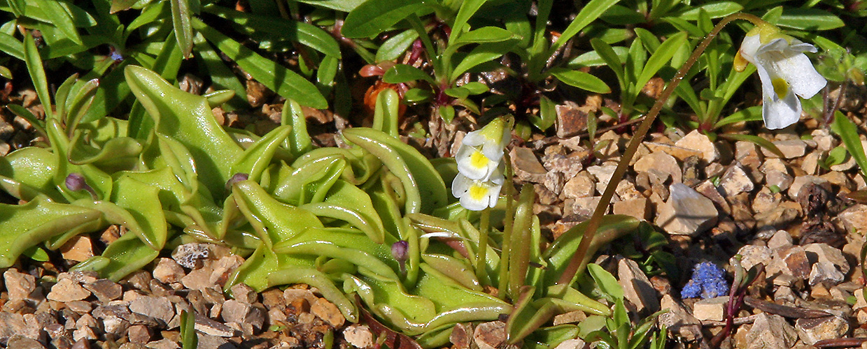Pinguicula alpina - Alpenfettblatt