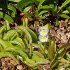 Pinguicula alpina - Alpenfettblatt