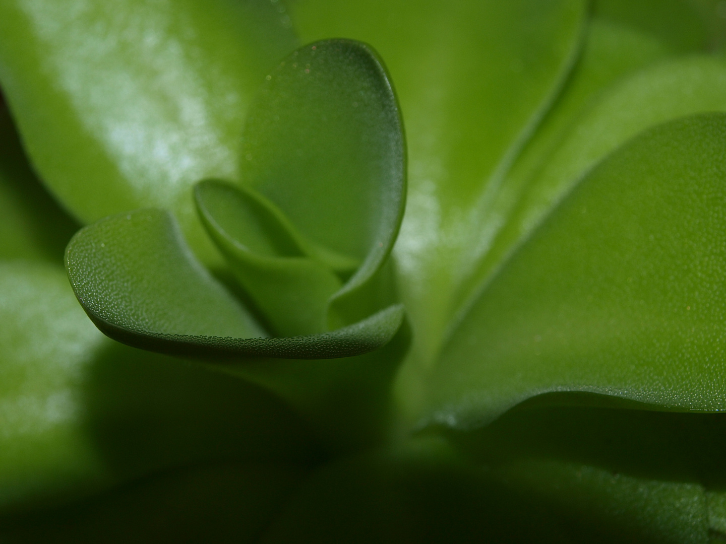 Pinguicula