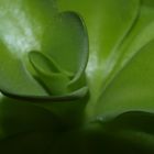 Pinguicula