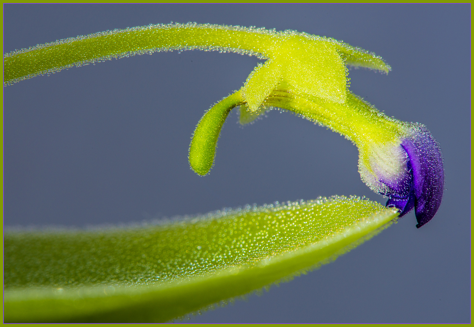 Pinguicula, eine Blüte öffnet sich