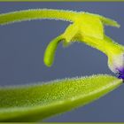 Pinguicula, eine Blüte öffnet sich