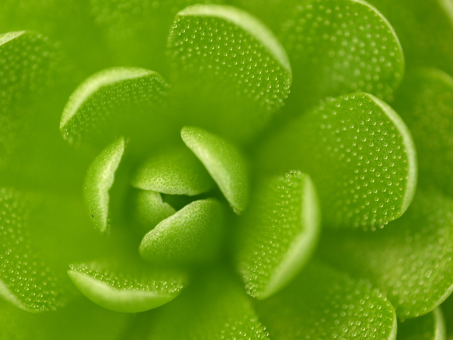 Pinguicula esseriana