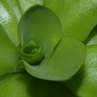 Pinguicula mit Beute