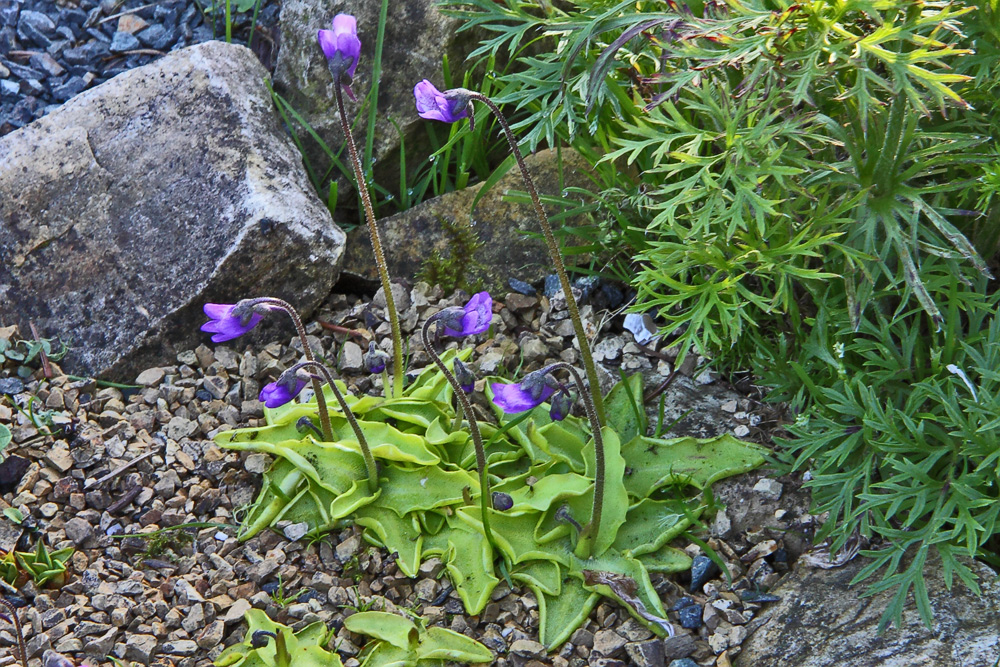 Pinguicula vulgaris