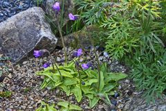 Pinguicula vulgaris