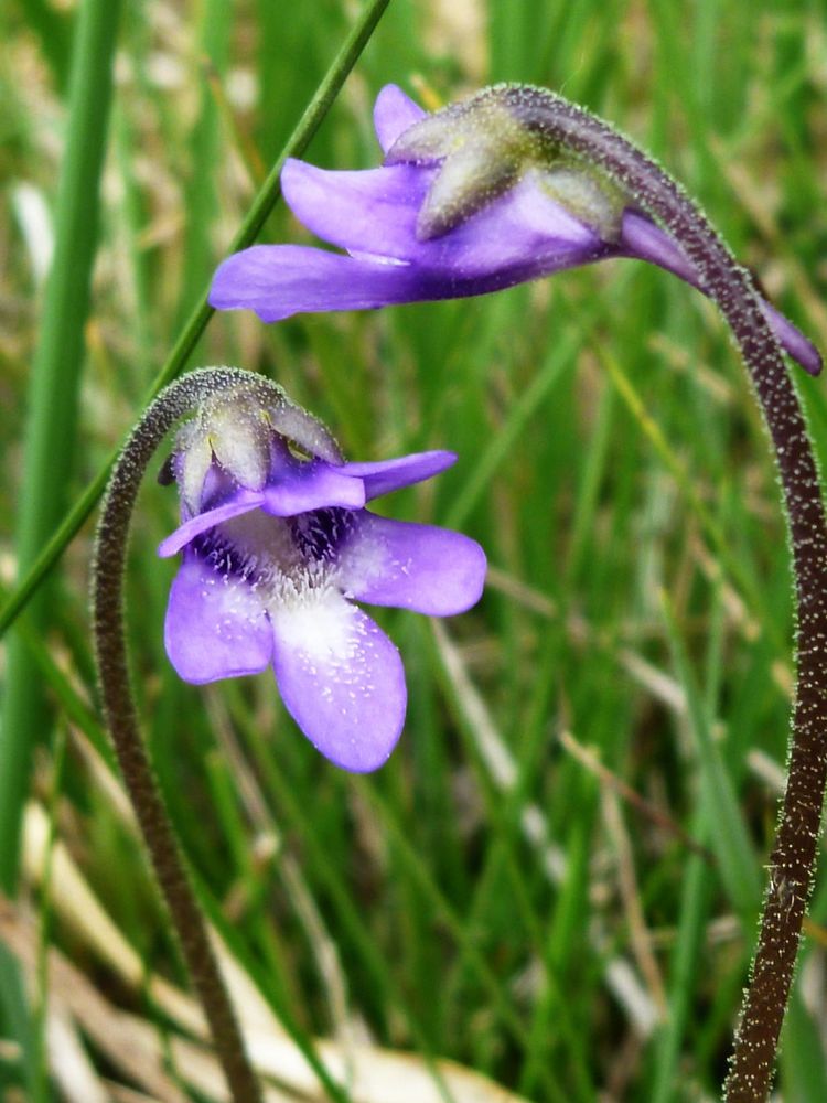 Pinguicula vulgaris