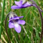 Pinguicula vulgaris