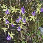 Pinguicula vulgaris -  Gewöhnliches Fettblatt