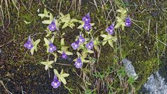 Pinguicula vulgaris -  Gewöhnliches Fettblatt