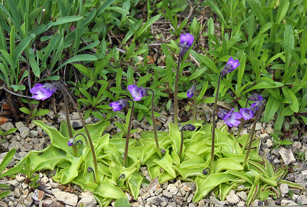 Pinguicula vulgaris - Gewöhnliches Fettblatt im Alpinum, das...