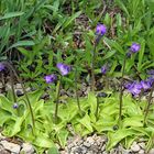 Pinguicula vulgaris - Gewöhnliches Fettblatt im Alpinum, das...