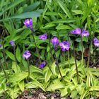 Pinguicula vulgaris im Alpinum blühend