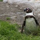 Pinguin